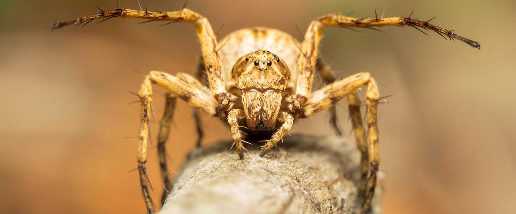 Oyopidae - Lynx Spider photo:Chris Scott